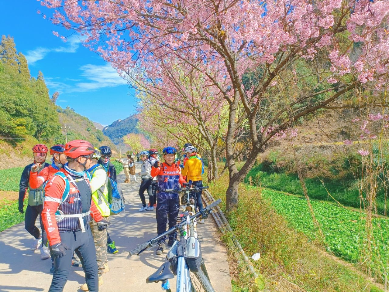 春日骑行：樱花谷的视觉盛宴与心灵之旅