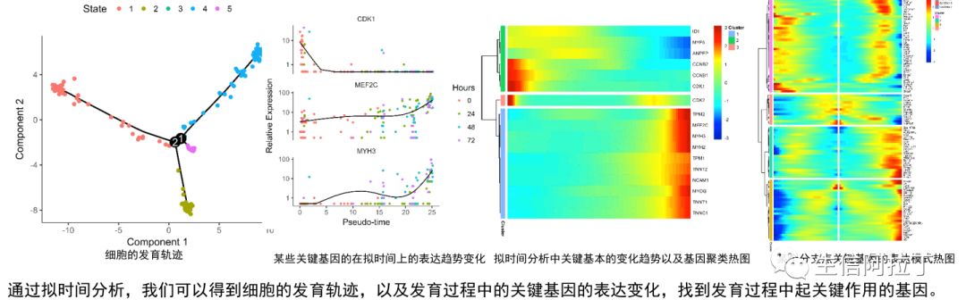 单细胞转录组亚群分析