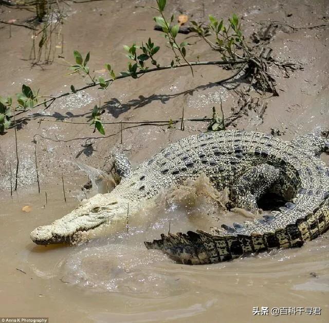 菲律宾湾鳄洛龙图片