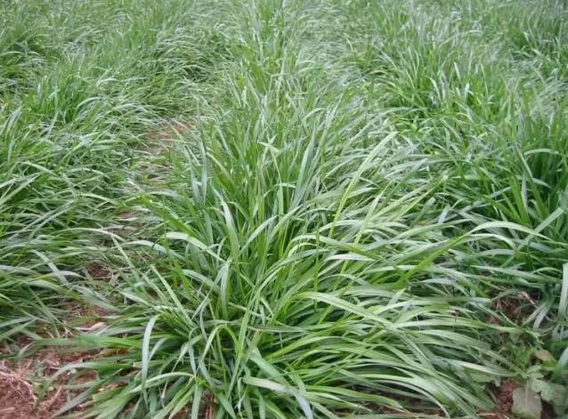 java安装好了打不开机果园以草治草不打除草剂长出好果实