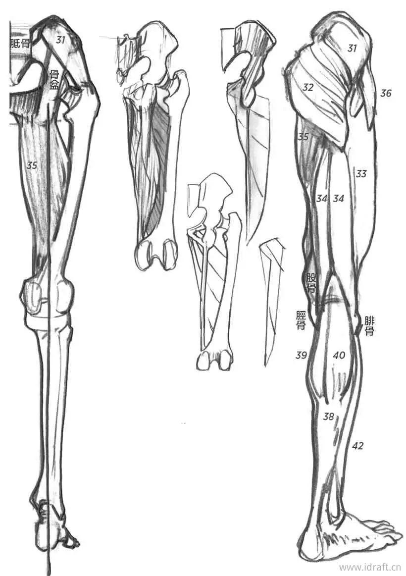 头的各个部位示意图下肢人体素描大腿小腿脚部等部位骨骼和肌肉形态形