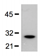 Cell Biolabs艾美捷丨GST标记单克隆抗体