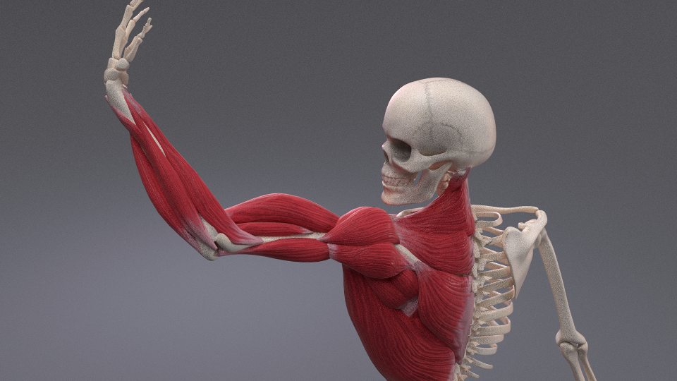 Blender插件：Muscle System