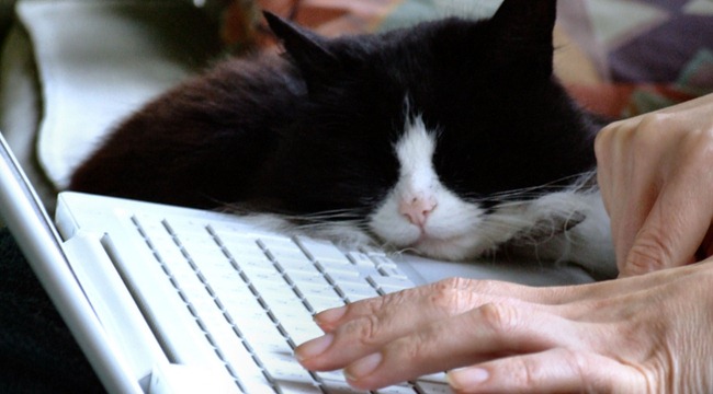 在线安全谁说mac没有病毒