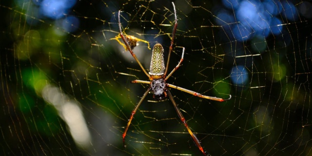 go爬去网页链接的时候处理绝对路径和相对路径网络爬虫详解原理工作