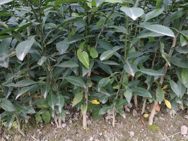 香橙派用什么系统最好香橙砧木育苗技术