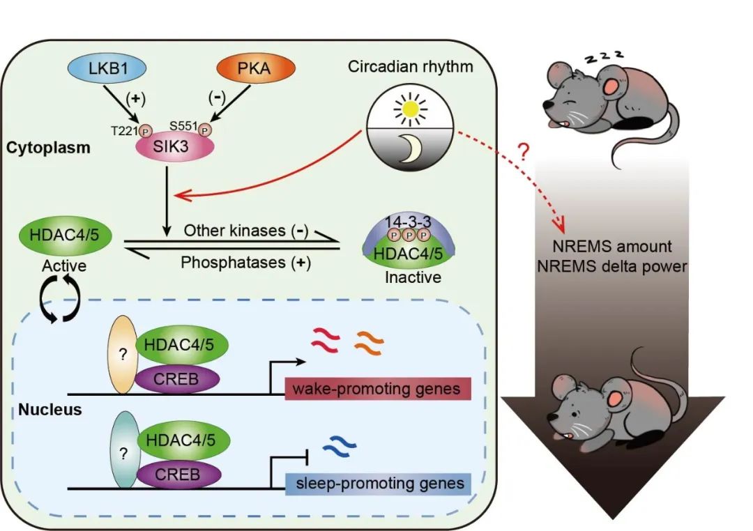 Nature：刘清华团队揭示调控睡眠时间的关键分子通路