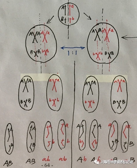 染色体结构畸变简式图片