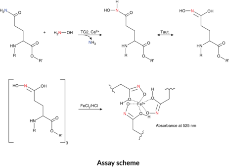 谷氨酰胺转氨酶活性分析试剂盒（Transglutaminase Activity Assay Kit）——Cayman Chemical热销产品