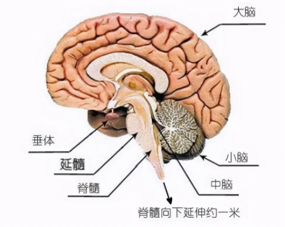 生物的