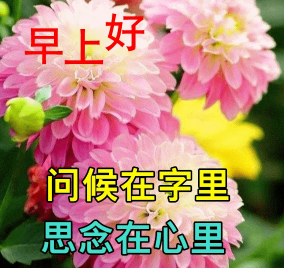 今天早上祝福图片图片