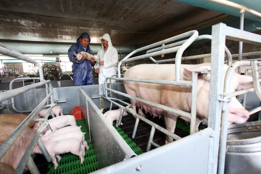 互联网公司集体进军养猪底层逻辑是什么