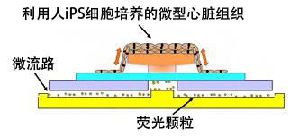 日本ips细胞最新 利用ips细胞制作人工心脏组织 理研团队开发出高灵敏度评估器件 Bio12345的博客 程序员信息网 程序员信息网