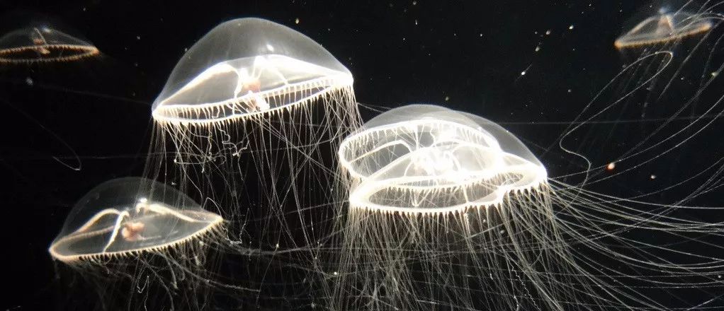 640?wx_fmt=jpeg&wxfrom=5&wx_lazy=1