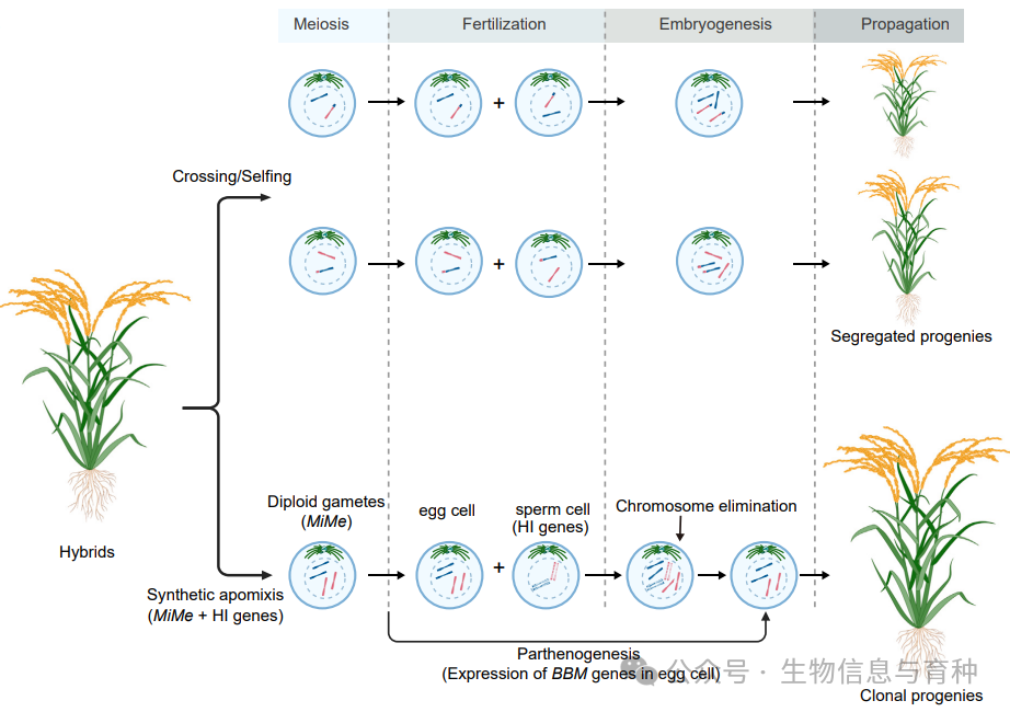 MP | 严建兵团队综述DH与人工无融合生殖进展以及作物育种应用_计算机视觉_03