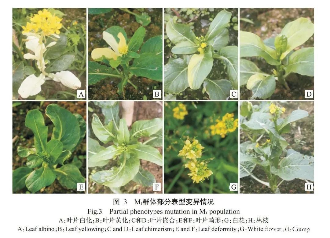 植物突变体库(二)——ems诱变