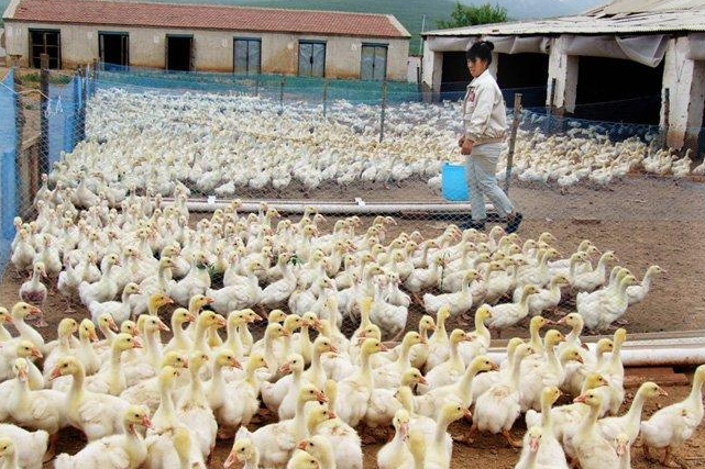 河南恩珅德农业:科技助力鸡鸭鹅养殖新时代_河南恩坤德最新技术动态-CSDN博客