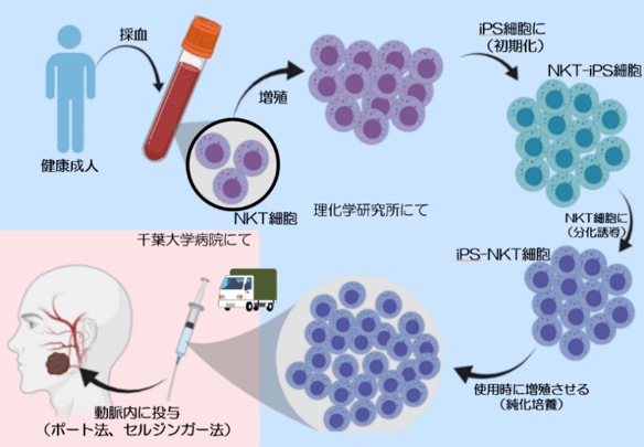 京都大学宣布将利用ips细胞技术进行癌症免疫疗法的临床试验