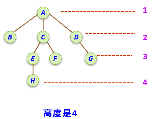  树的高度 