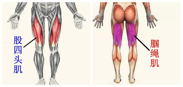 股四头肌位于大腿前侧,和膝关节相连接,是人体能够站直,行走的关键