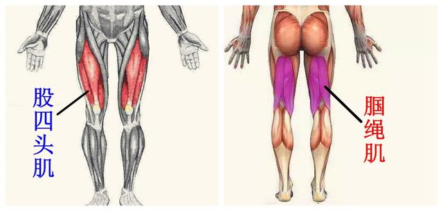 股四头肌反射图片