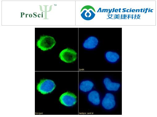 重组单克隆抗体丨ProSci CD154 抗体实例分析