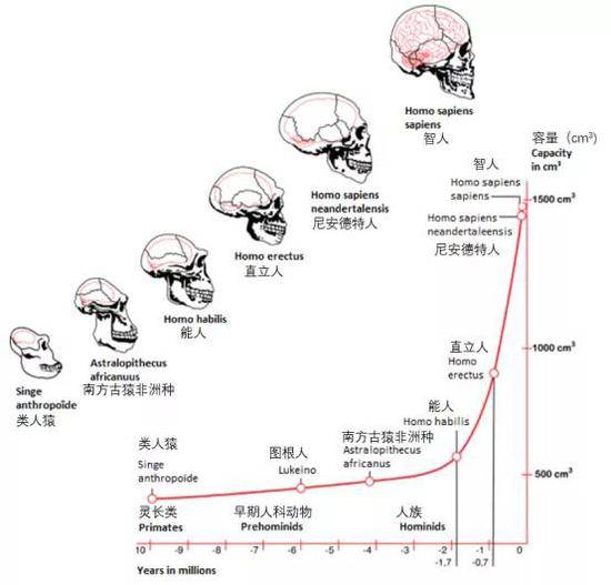 能力可能会随着大脑的改善而不成比例地增加,人类智慧因而获得启蒙