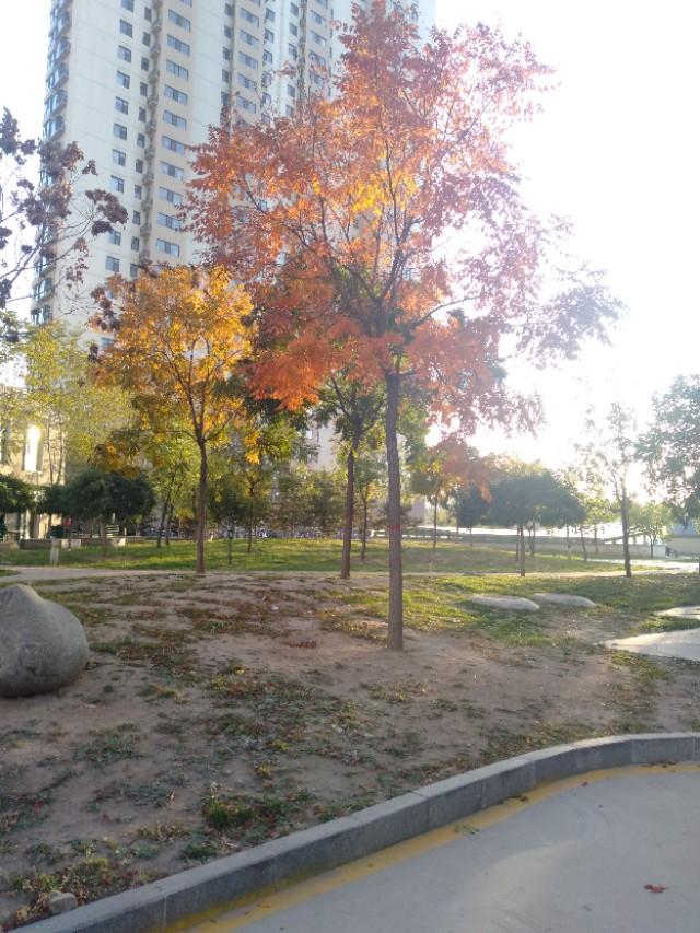 IC授权卡和复制卡的区别_信用卡小知识【芯片卡磁条卡的区别】