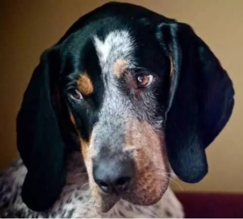 每日一犬 · 布鲁克浣熊猎犬