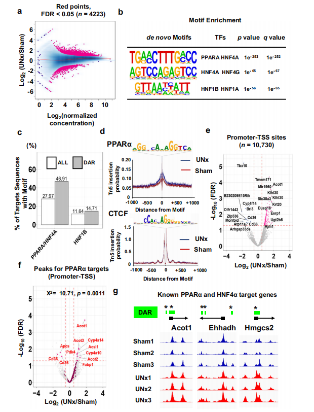 Nature子刊 | ATAC-seq、RNA-seq和蛋白组联合分析揭示脂质激活转录因子PPARα在肾脏代偿性肥大的作用机制 - 技术栈