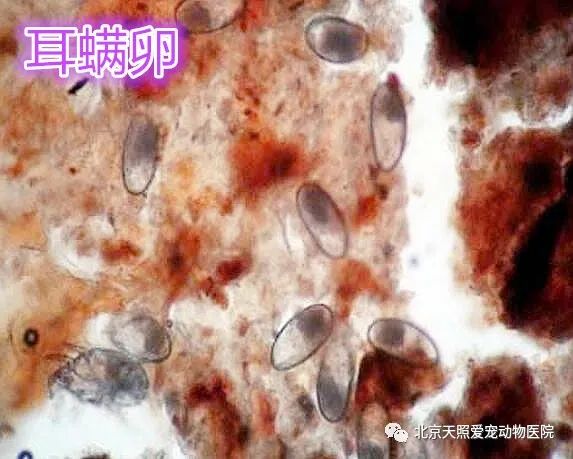 通过显微镜!那么,以耳螨和马拉色菌为例,怎么区分这两种疾病?