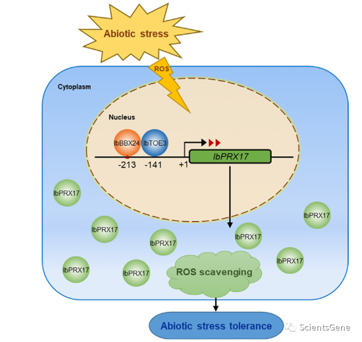 IbBBX24–IbTOE3–IbPRX17模块通过清除甘薯中的活性氧来增强甘薯对非生物胁迫耐受性