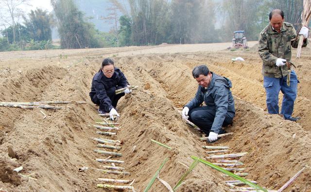 ext 两个grid横向排列_甘蔗是横向种植好,还是竖向种植好?