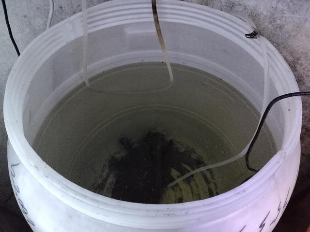 sendkeys没联动反映观赏鱼说我还没死呢为什么给我整缸换水嫌我死得慢