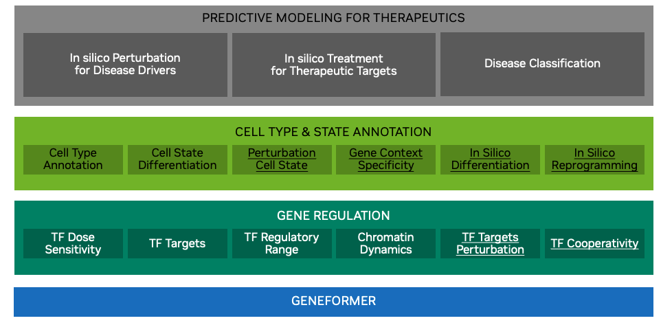 This image illustrates the problems that Geneformer can solve in three categories, including gene regulation, cell type and cell state annotation, and predictive biological modeling for therapeutics.