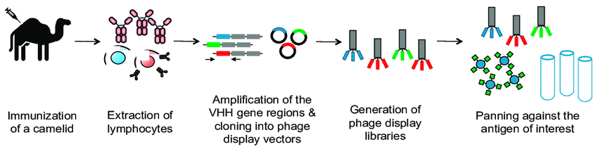 图1 免疫纳米抗体文库构建+卡梅德生物.png