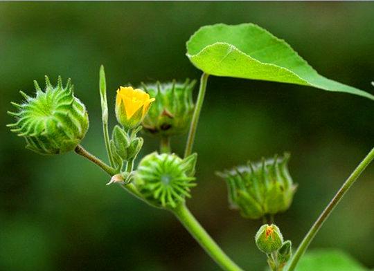 13种老人不适合带孩子_农村常见却叫上不上名字的13种野生植物,乡下