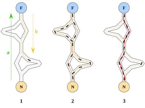 蚁群算法（Ant Colony Optimization）