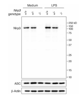 anti-NLRP3/NALP3, mAb (Cryo-2)单克隆抗体