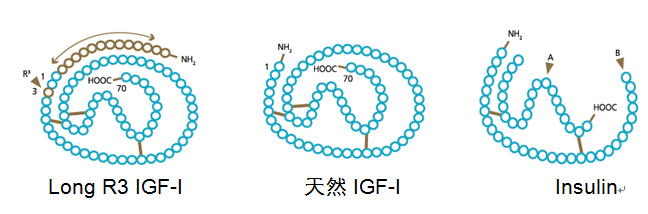 PeproTech<span style='color:red;'>重组</span>Long <span style='color:red;'>R</span>3 IGF-I