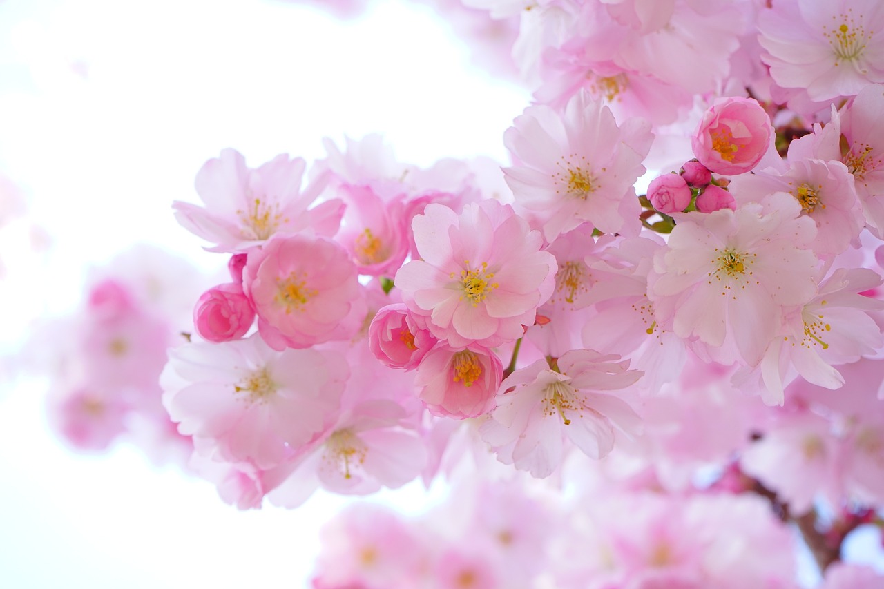 Python代码绘制美丽的樱花，让编程充满艺术的魅力