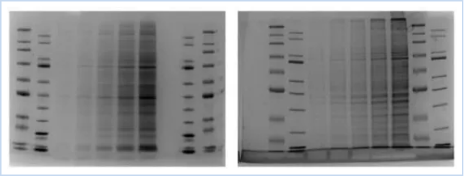 mPAGE® Lux SDS-PAGE制胶系统