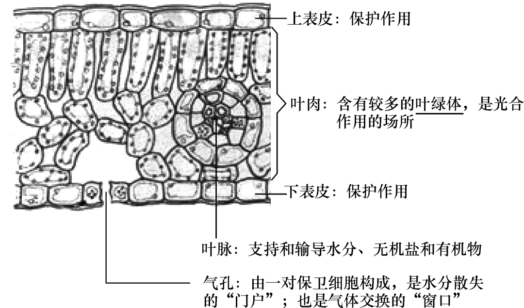 叶片制成切片的结构示意图