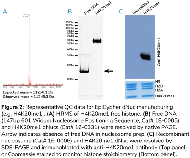 如何选择核小体(nucleosomes)?