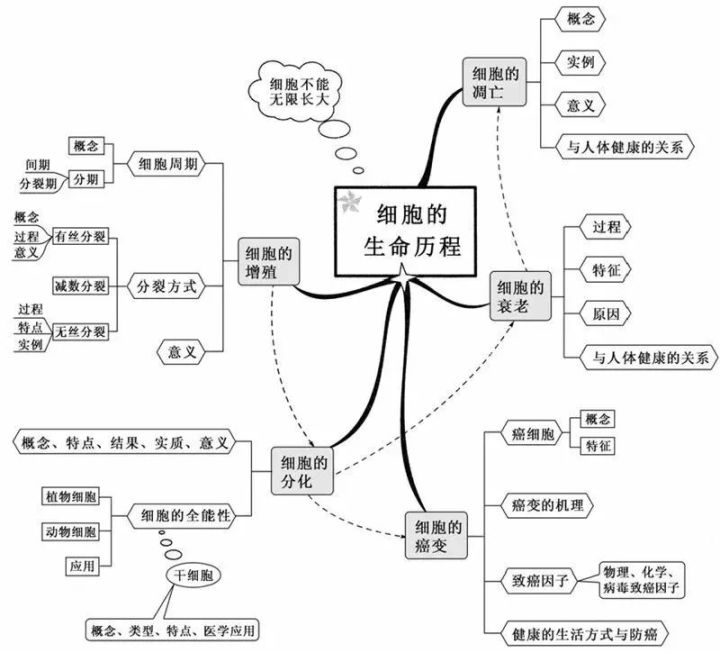 初二生态系统思维导图