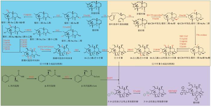 紫杉醇生物合成机制研究进展-文献精读35