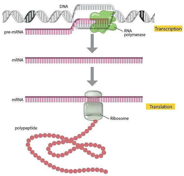 RNA rna CSDN 