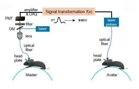 乏善可陈的Neuralink