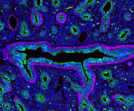 Jackson ImmunoResearch新品推荐—纳米二抗（Nano Secondary Antibodies）