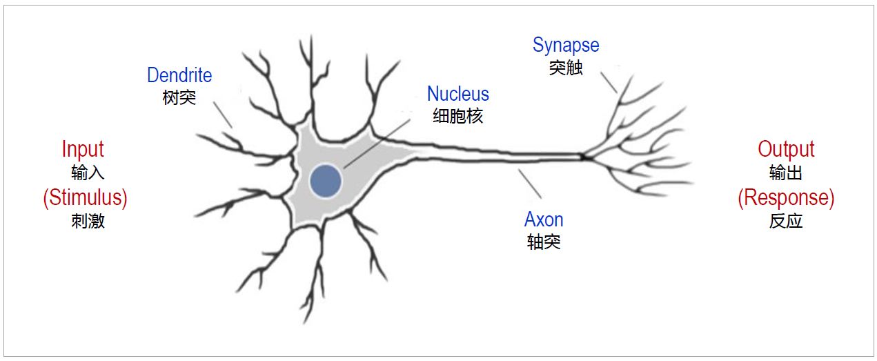 节前神经元图片